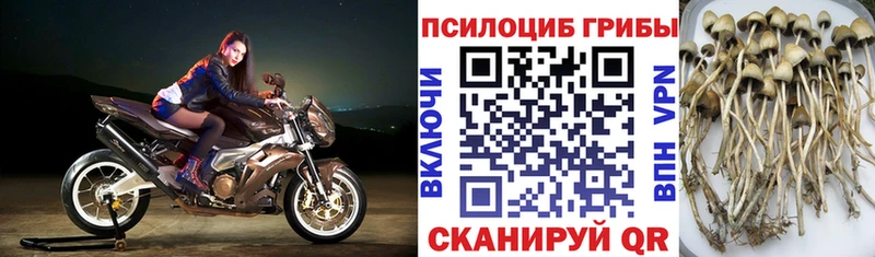 Галлюциногенные грибы Cubensis  Купить где  Чусовой 